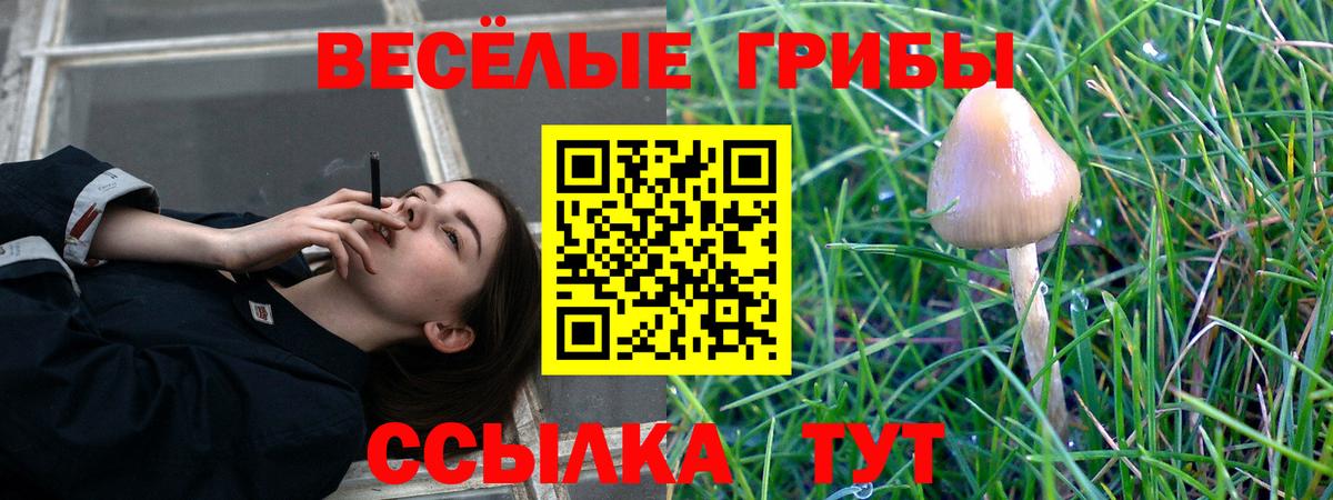 Майкоп  Галлюциногенные грибы прущие грибы  магазин  наркотиков  Вход с VPN 